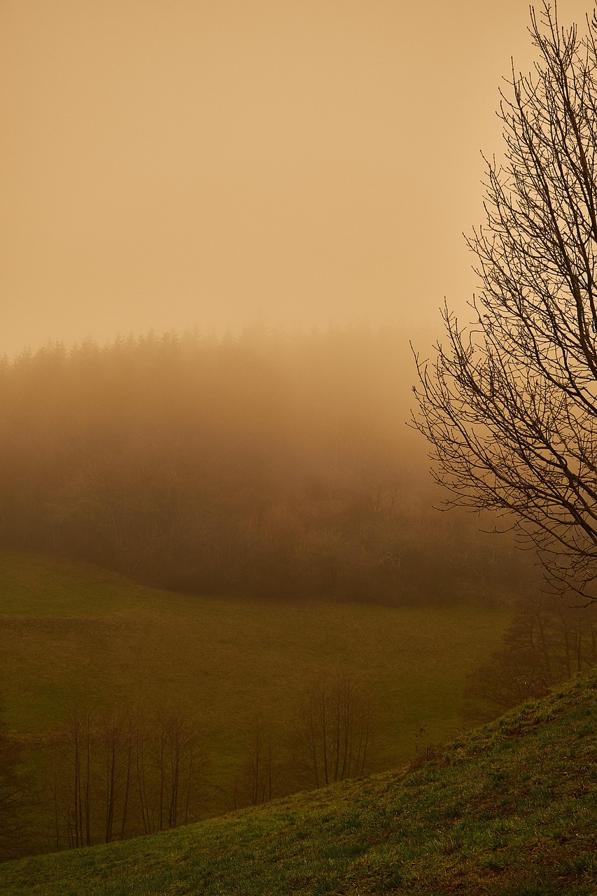 trees, fog, nature, sand, dust, sand storm, sahara dust, orchard, meadow, forest, mountain