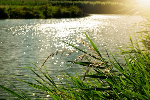Peaceful river scene with sunlight reflecting on water and lush green reeds in the foreground.