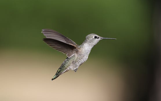 Anna's Hummingbird