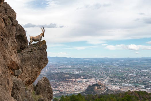 A majestic mountain goat perched on cliffs above a sprawling cityscape.