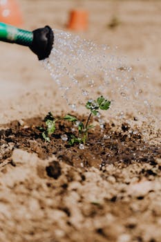 Close-up of a small plant being watered, showing growth and nature.