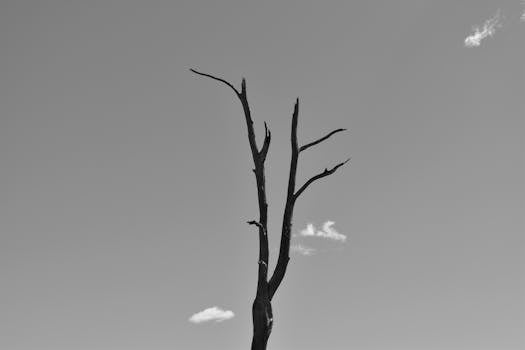 Elegant black and white photo of a barren tree against a clear sky.